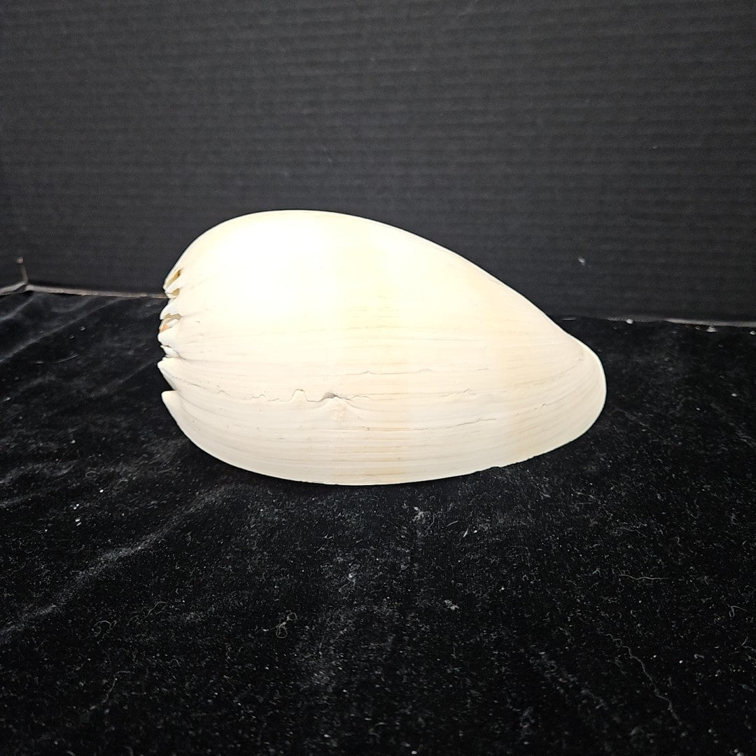 Shell
