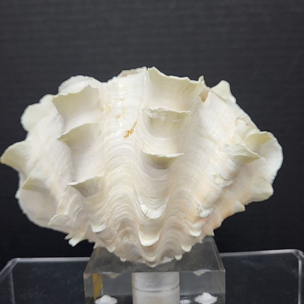 Clam Shell