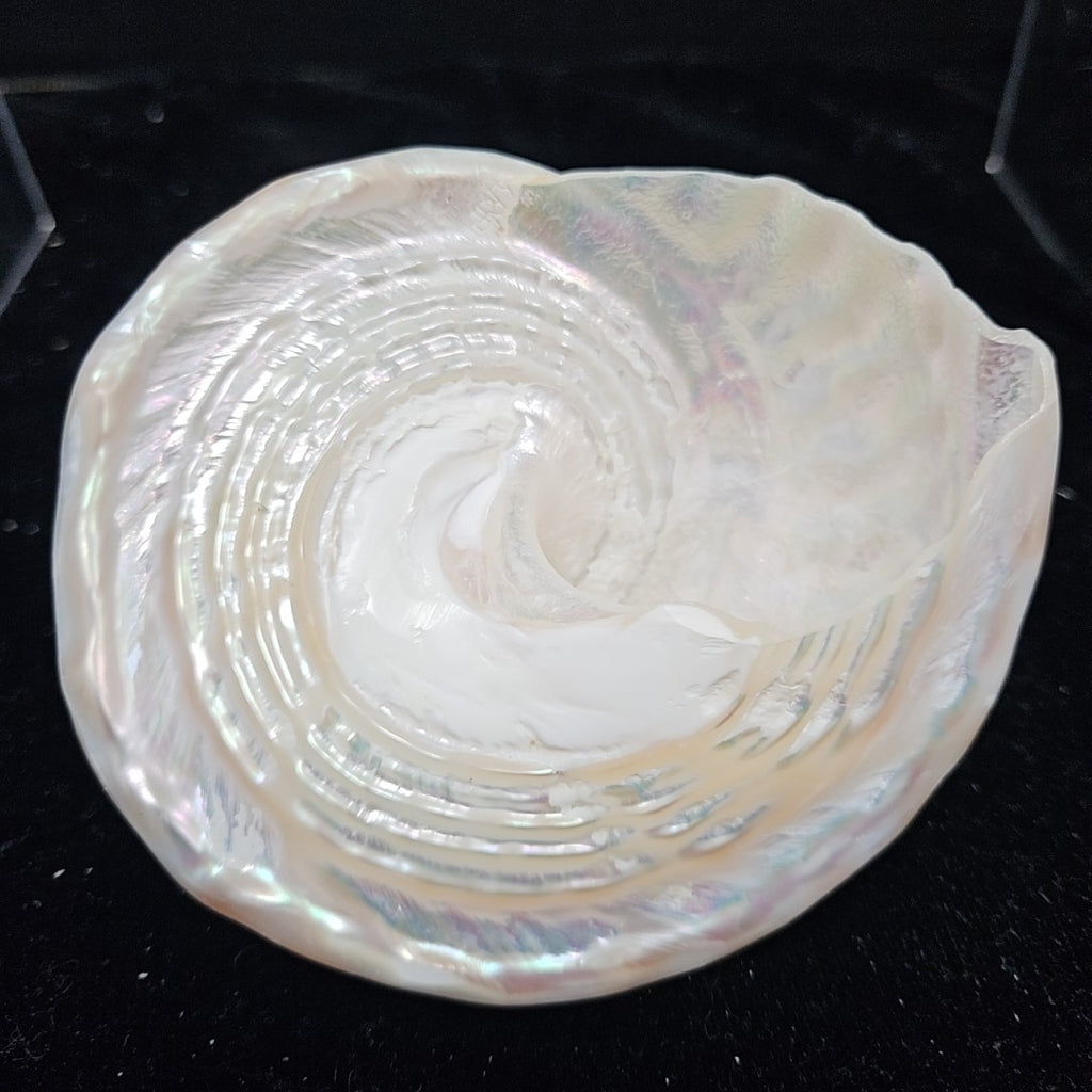 Shell