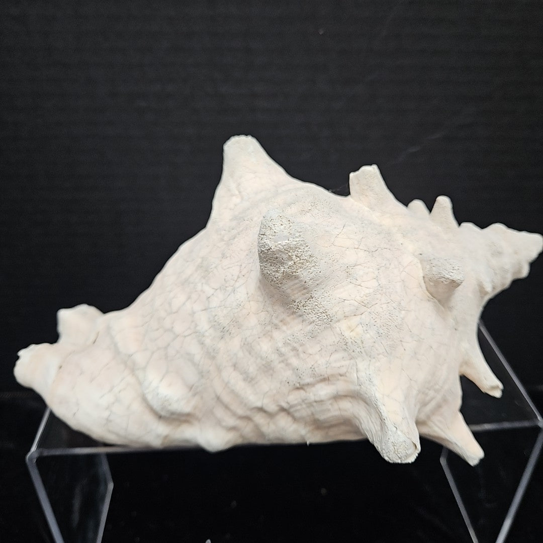 Shell