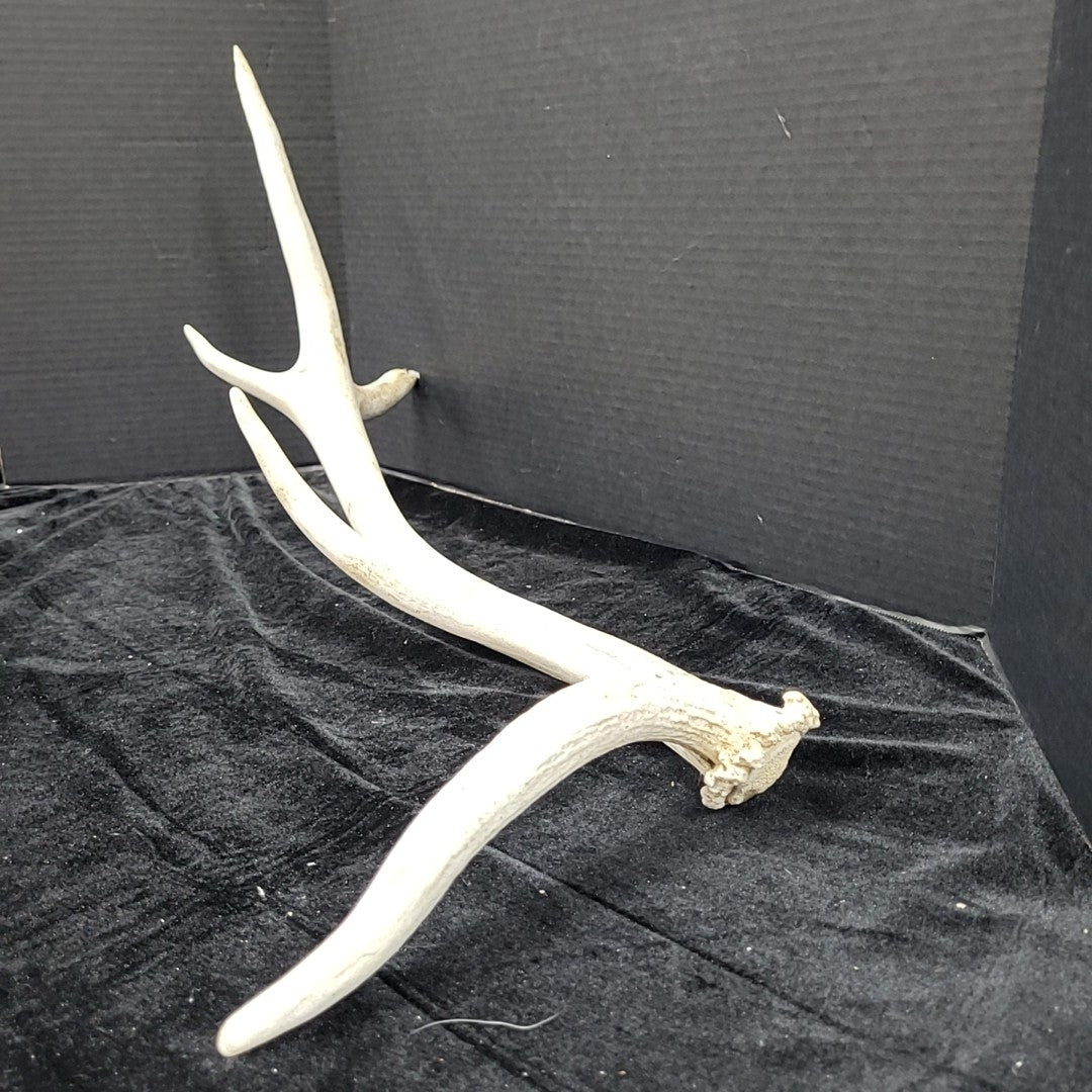 Antler