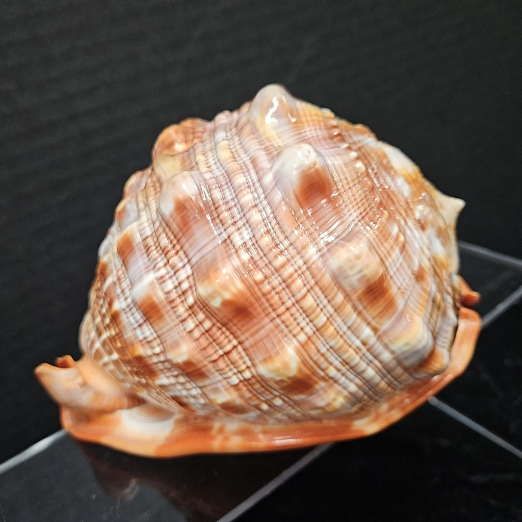 Shell