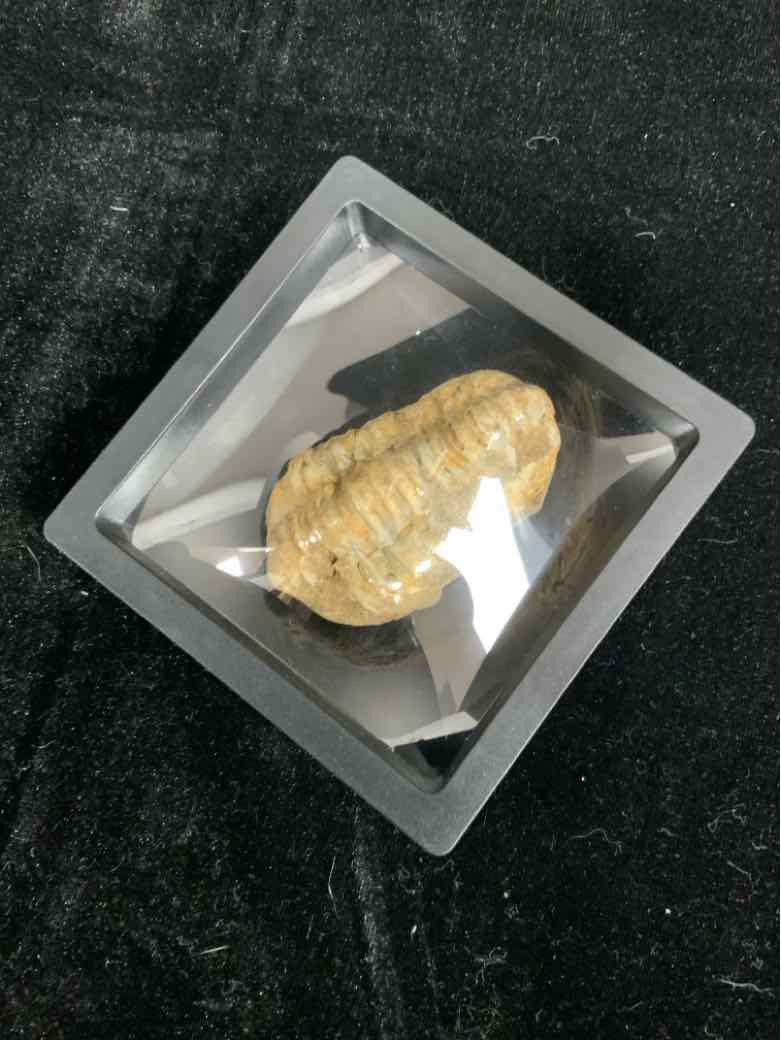 Fossil