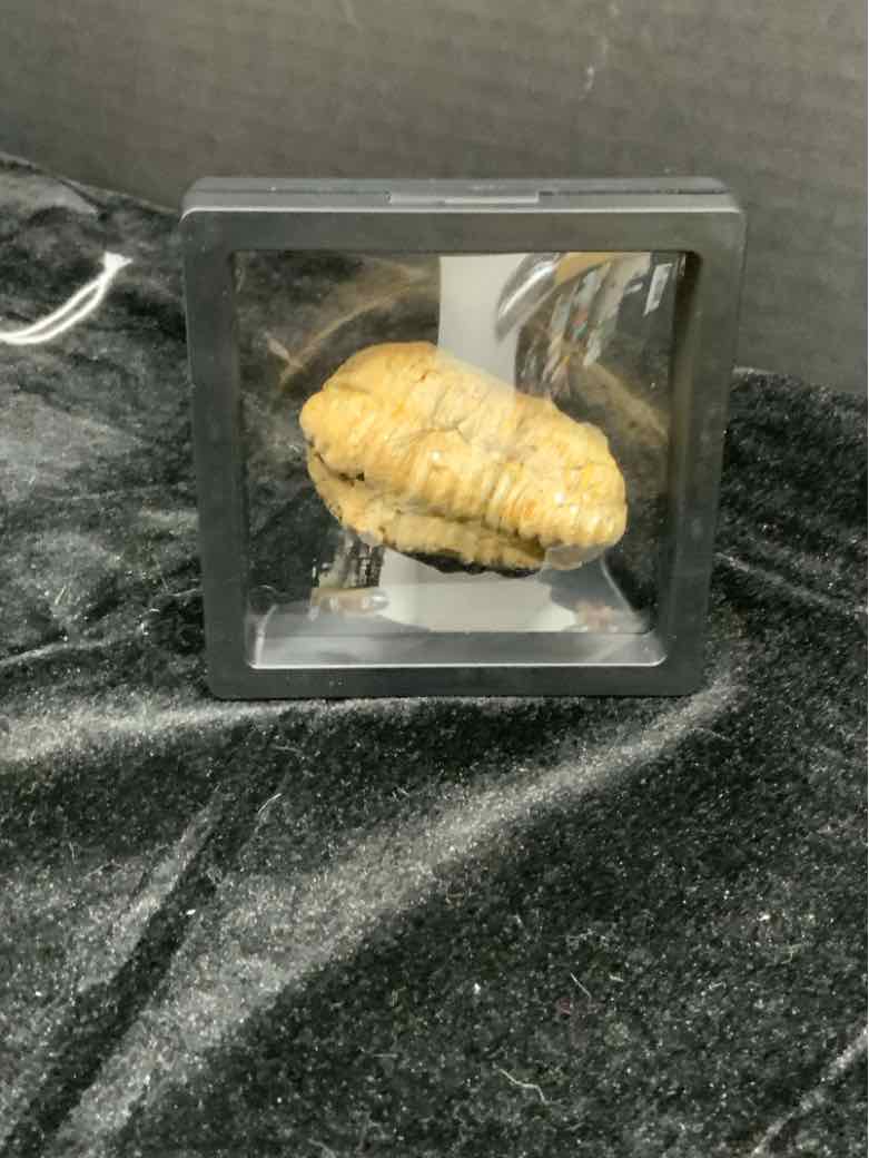 Fossil